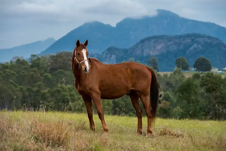 Sixth view of Homely rural property listing, 1775 Boonah-Rathdowney Road, Boonah QLD 4310