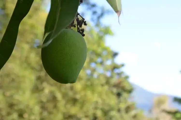 78 - 80 Dempsey Street, Gordonvale QLD 4865