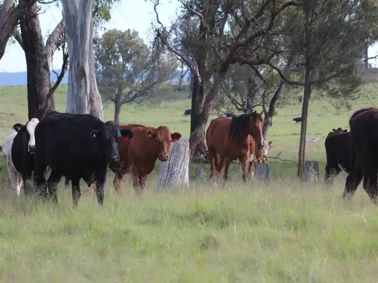 Main view of Homely rural property listing, Lot 622 Sunnyside Loop Road, Tenterfield NSW 2372