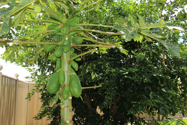 Second view of Homely house listing, 33 Varley Street, Lowood QLD 4311