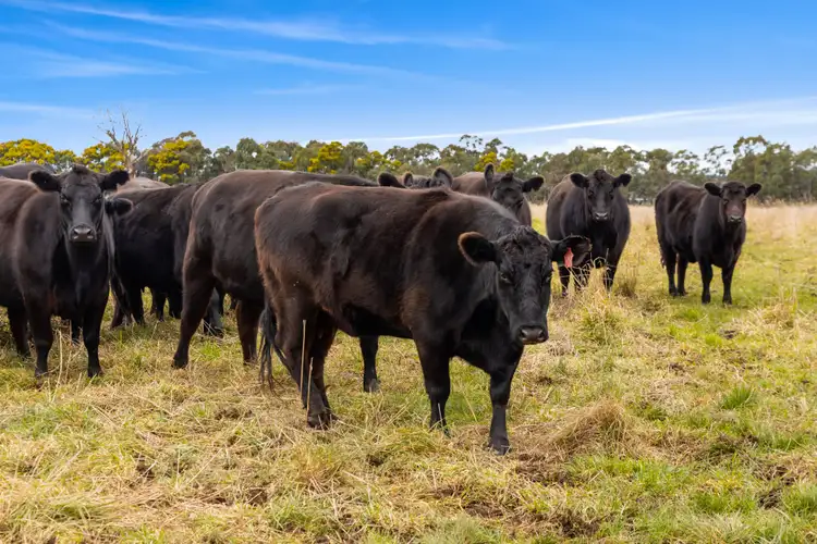 Seventh view of Homely land listing, 'Brumby Block' 266 Gooda Creek Road, Murrumbateman NSW 2582