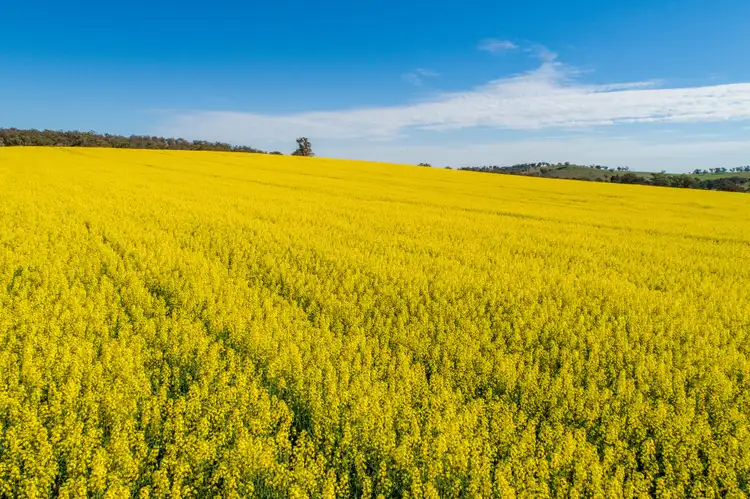 Fifth view of Homely rural property listing, 3941 Belubula Way, Canowindra NSW 2804