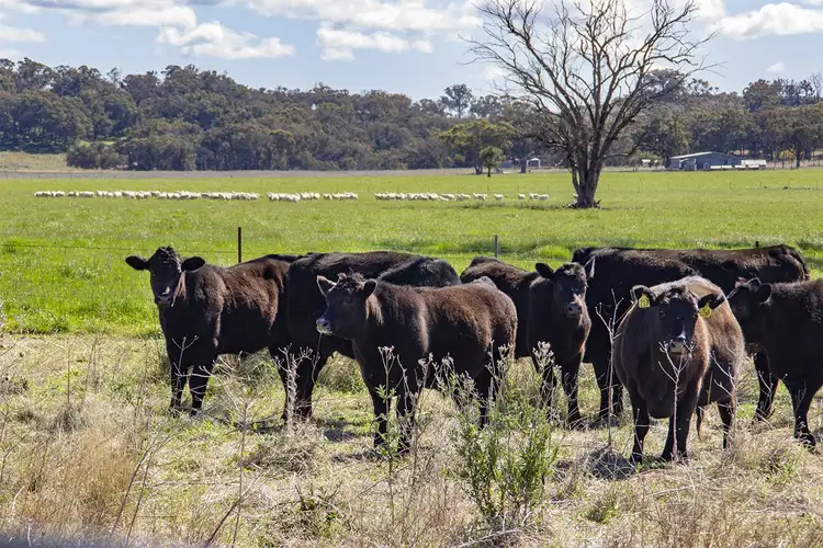 Fifth view of Homely rural property listing, 394 BINGIE GRUMBLE Road, Coonabarabran NSW 2357