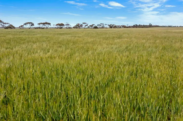 Main view of Homely rural property listing, 'Weddings' Sichem Road, Balaklava SA 5461