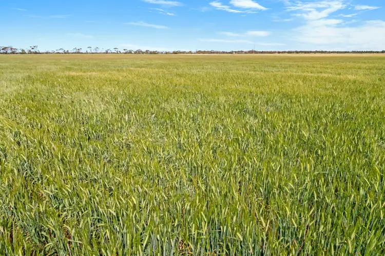 Fourth view of Homely rural property listing, 'Weddings' Sichem Road, Balaklava SA 5461