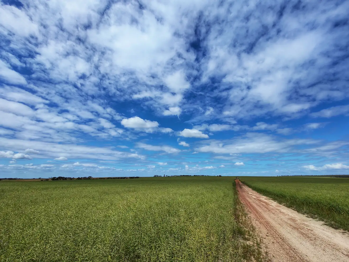 Main view of Homely rural property listing, 4268 Newdegate-Pingrup Road, Pingrup WA 6343