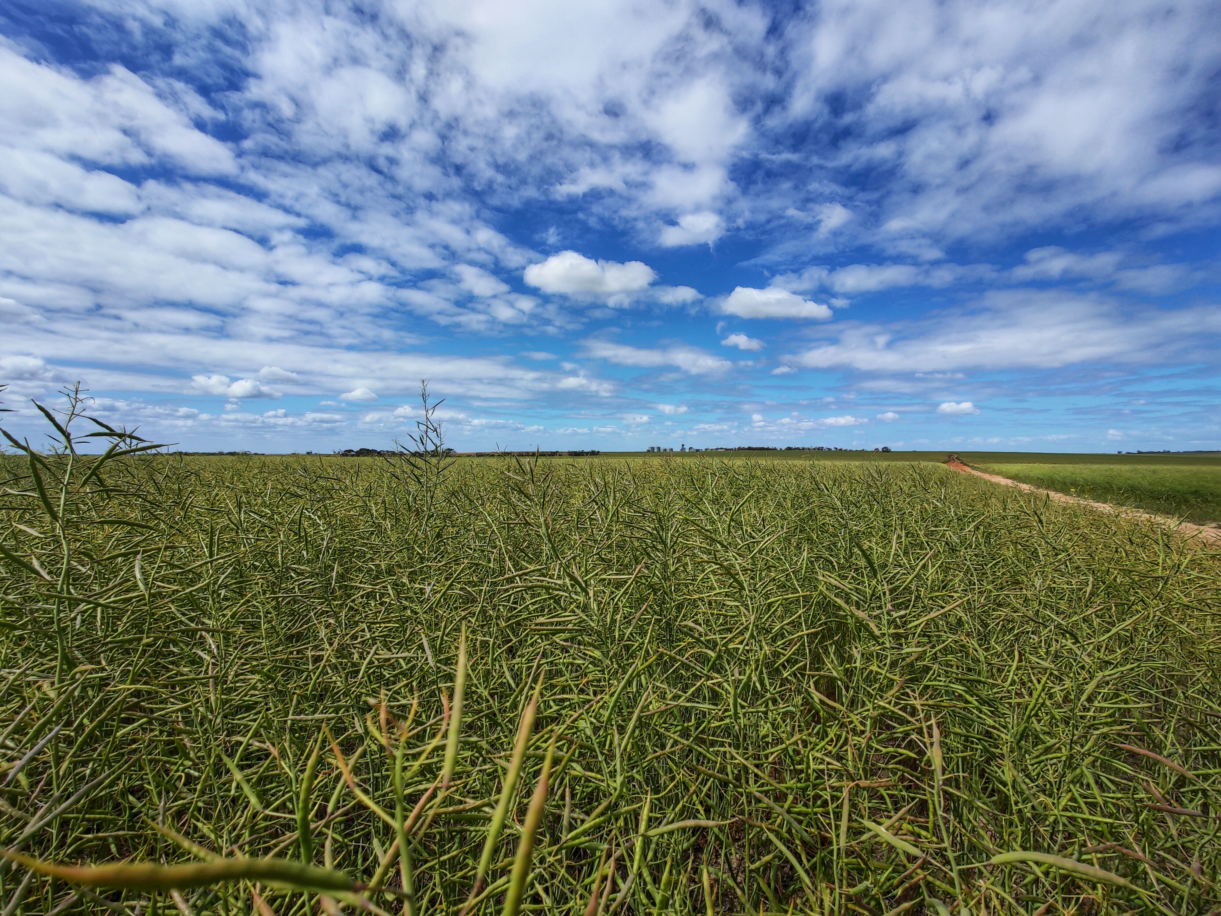 Seventh view of Homely rural property listing, 4268 Newdegate-Pingrup Road, Pingrup WA 6343