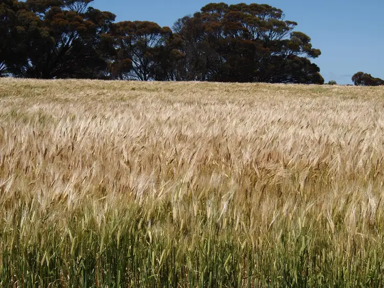 Second view of Homely rural property listing, Knills, Magenta Road, Newdegate WA 6355