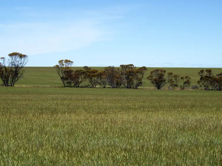 Fourth view of Homely rural property listing, Broadacres Pingrup-Lake Grace Road, Pingrup WA 6343