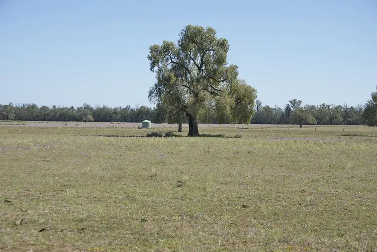 Sixth view of Homely rural property listing, 651 WANGMANS Road, Baradine NSW 2396