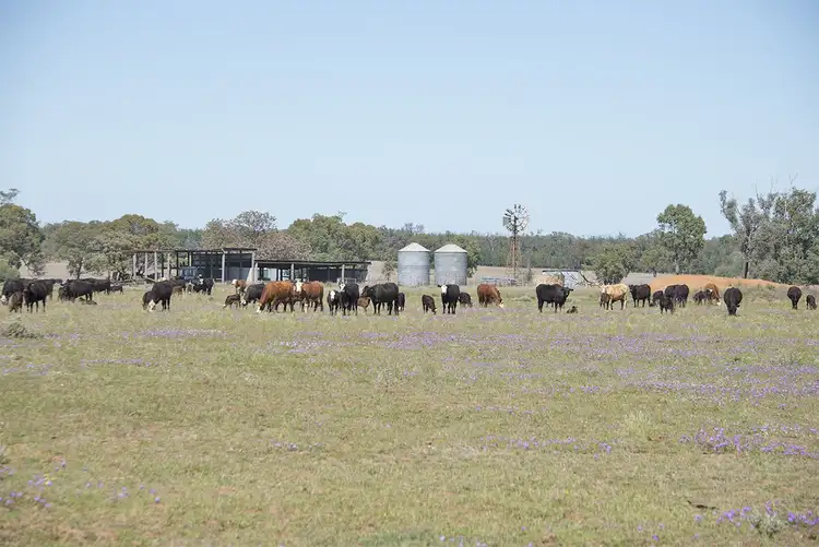 Seventh view of Homely rural property listing, 651 WANGMANS Road, Baradine NSW 2396