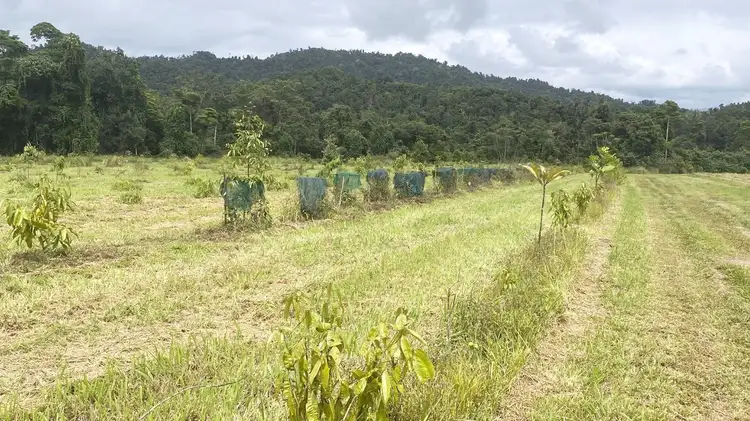 Third view of Homely rural property listing, Lot 394 Granadilla Road, Granadilla QLD 4855