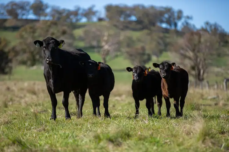 Second view of Homely rural property listing, 453 Moredun Road, Ben Lomond NSW 2365