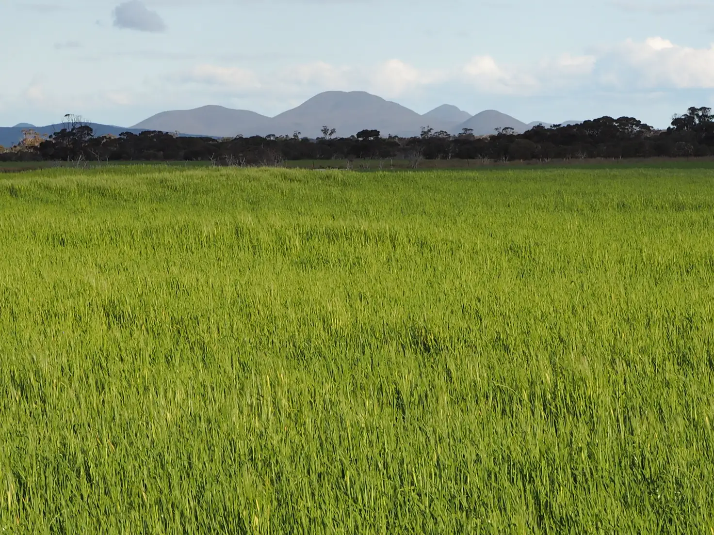 Main view of Homely rural property listing, Karinya Newton Road, Cranbrook WA 6321