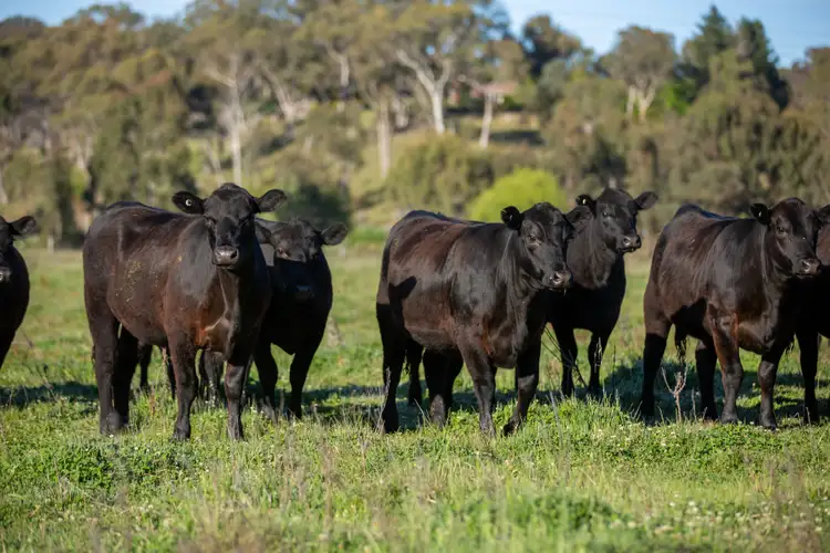 Sixth view of Homely rural property listing, 99 Heatherston Road, Armidale NSW 2350