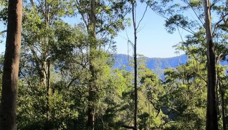 Second view of Homely rural property listing, lot 95 Kennaicle Road, Missabotti NSW 2449