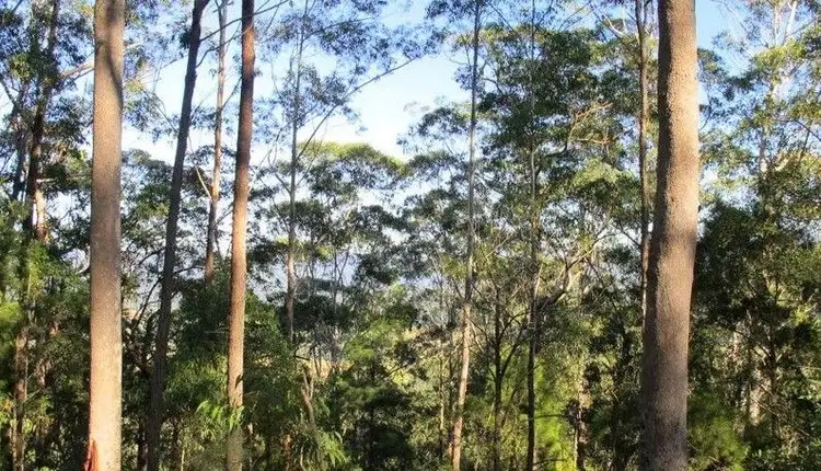 Fifth view of Homely rural property listing, lot 95 Kennaicle Road, Missabotti NSW 2449