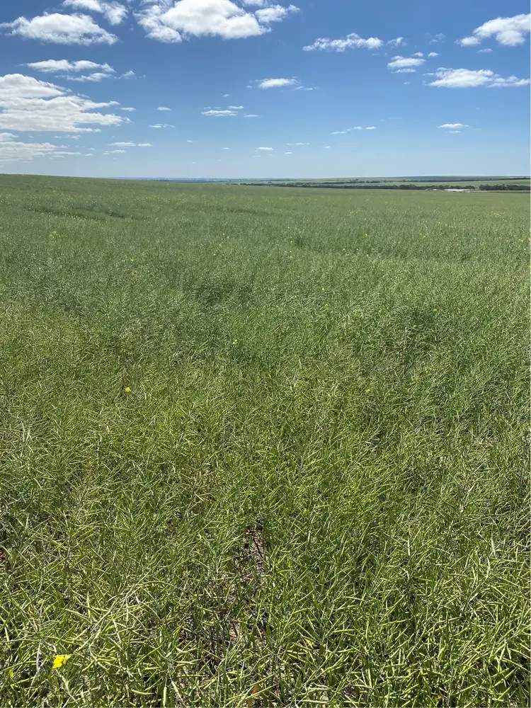 Fifth view of Homely rural property listing, Hiview Steele Road, Pingrup WA 6343