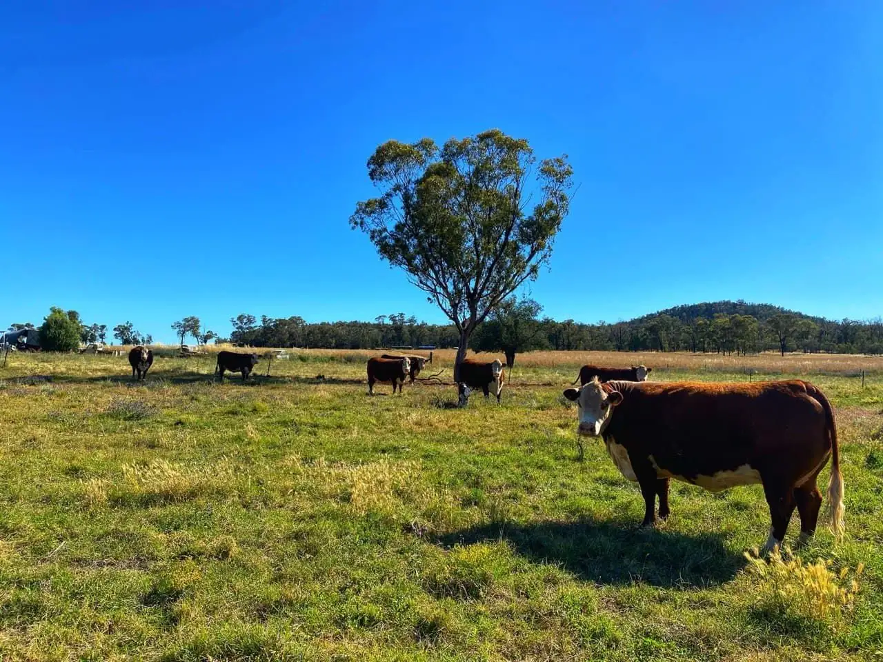 Main view of Homely rural property listing, 110 Gibba Road, Condobolin NSW 2877