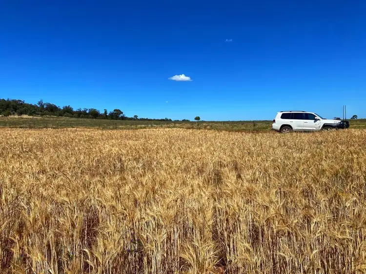 Fourth view of Homely rural property listing, 110 Gibba Road, Condobolin NSW 2877