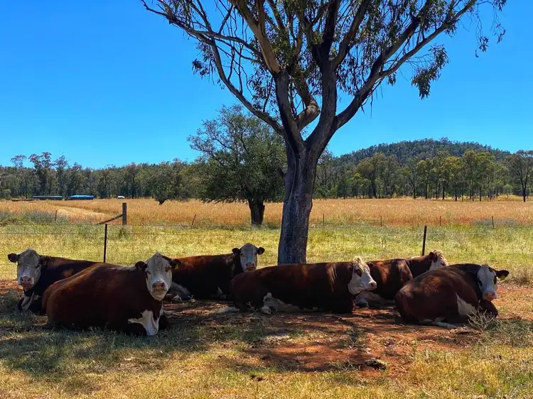 Fifth view of Homely rural property listing, 110 Gibba Road, Condobolin NSW 2877