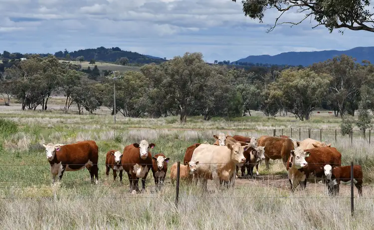 Fourth view of Homely rural property listing, 2629 Rangari Road, Manilla NSW 2346