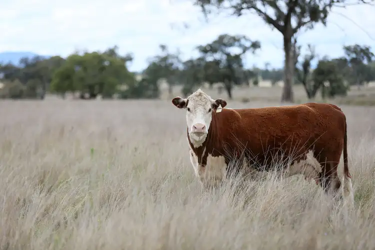 Fifth view of Homely rural property listing, 2629 Rangari Road, Manilla NSW 2346