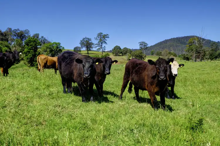 Fourth view of Homely rural property listing, 299 Callaghans Creek Road, Gloucester NSW 2422