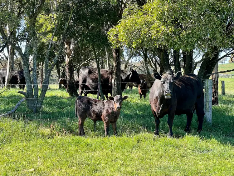 Fourth view of Homely rural property listing, Lot 3011 Faugha Ballaugha Road, Oberon NSW 2787