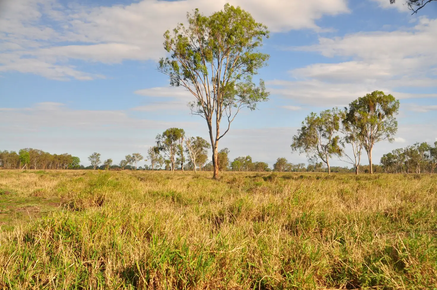 Main view of Homely rural property listing, "Lagoon Paddock" Fogarty Road, Fairy Bower QLD 4700