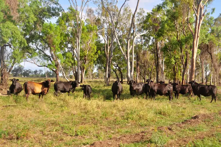 Second view of Homely rural property listing, "Lagoon Paddock" Fogarty Road, Fairy Bower QLD 4700