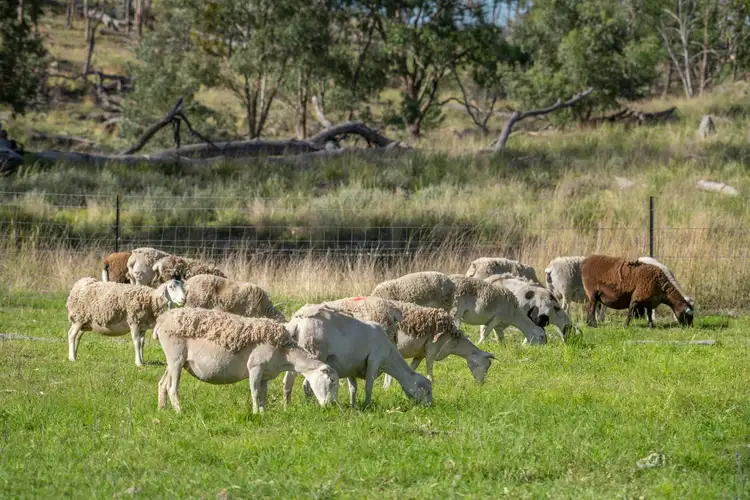 Sixth view of Homely rural property listing, 1247 Columba Road, Gore QLD 4352