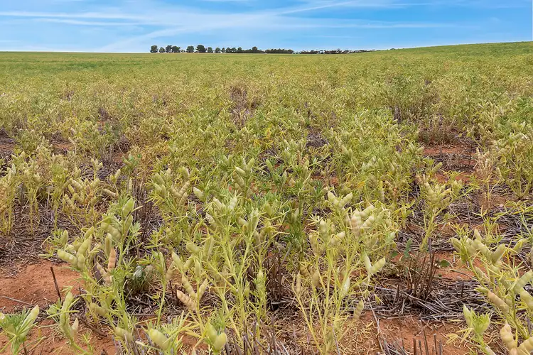 Sixth view of Homely rural property listing, 288 Prentice Road, Karoonda SA 5307