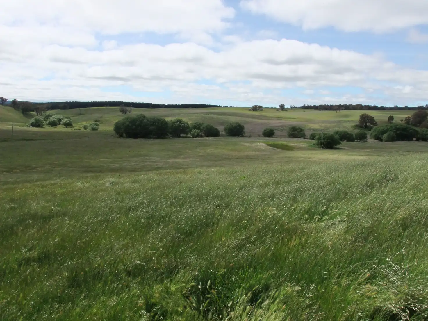 Main view of Homely rural property listing, 1081 Triangle Flat Road, Bathurst NSW 2795