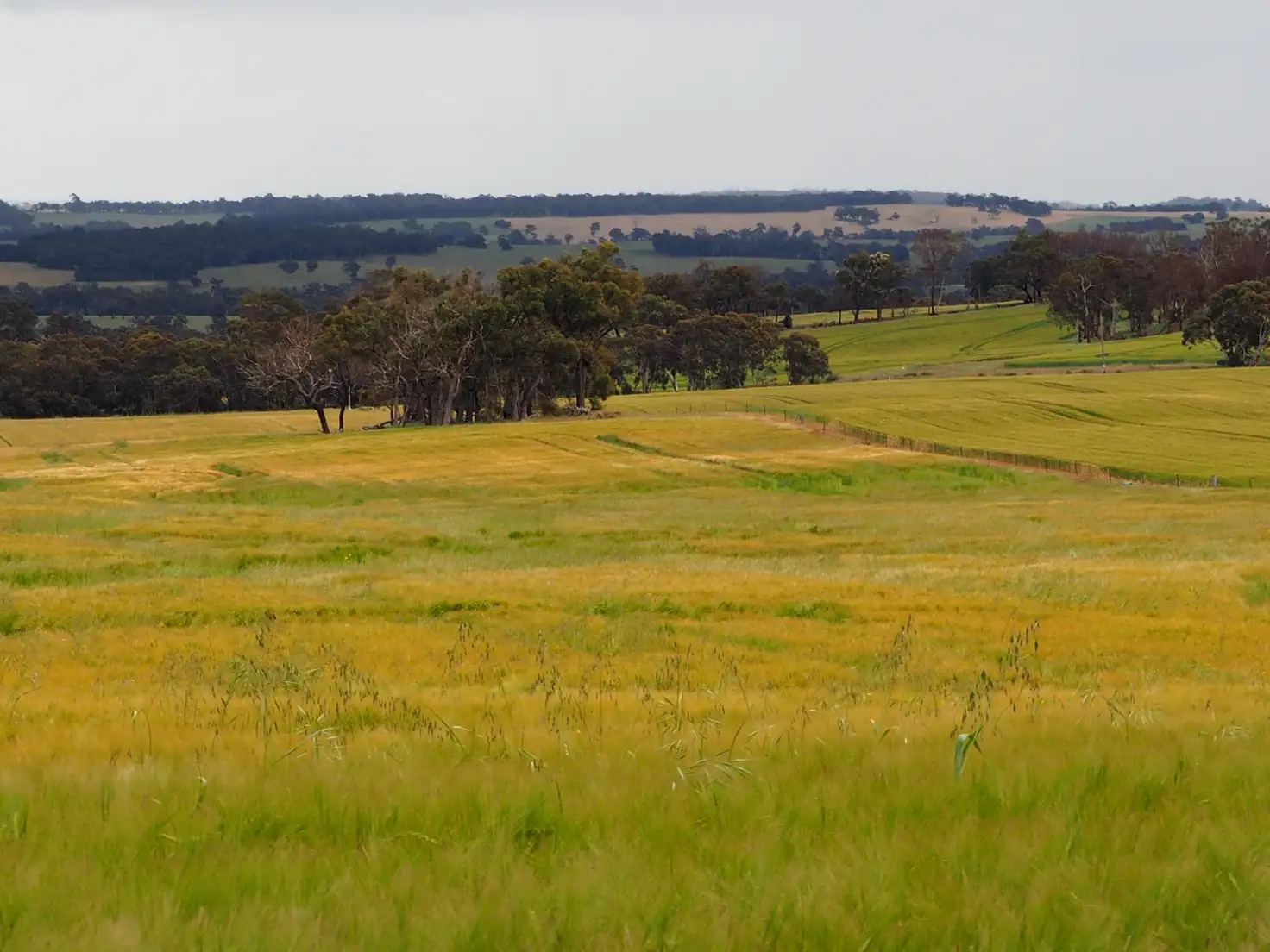 Main view of Homely rural property listing, Manolini Road, Kojonup WA 6395