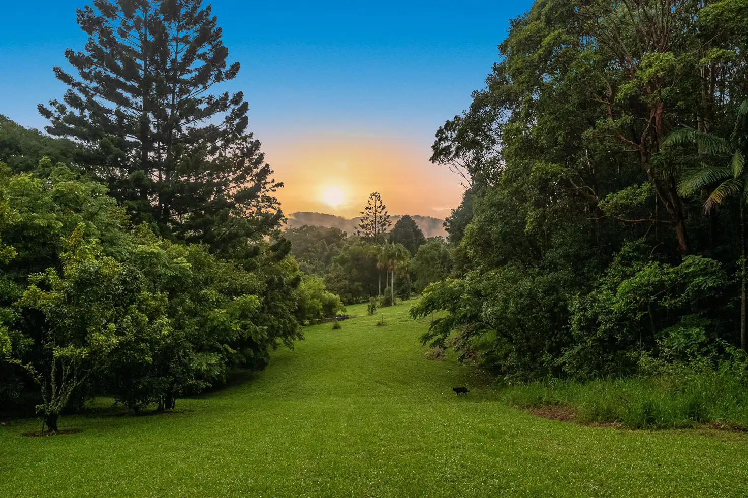 Main view of Homely rural property listing, 81 Koonyum Range Road, Wilsons Creek NSW 2482