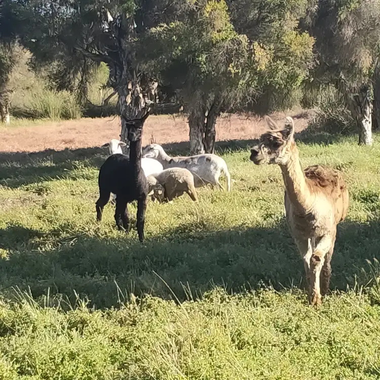 Fifth view of Homely land listing, LOT 104 Coonabidgee Road, Coonabidgee WA 6503