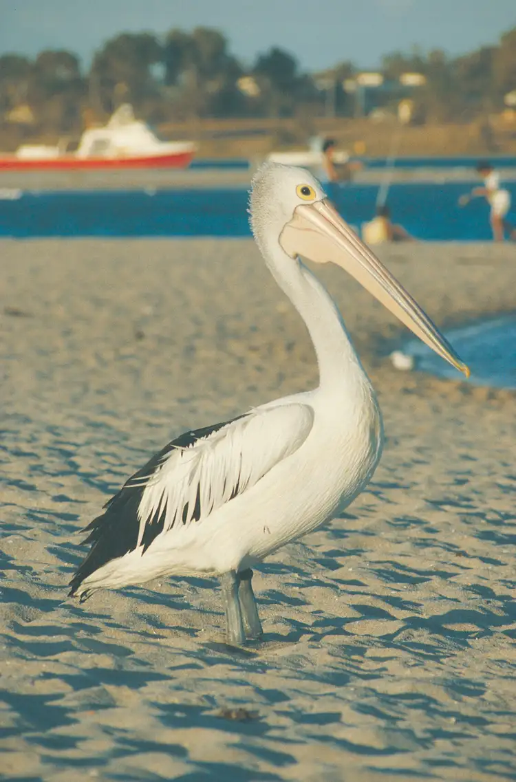 Fourth view of Homely land listing, LOT 161, 36 Centrolepis Circuit, Kalbarri WA 6536