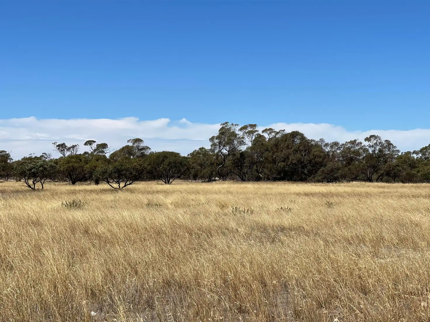 Main view of Homely land listing, LOT 91 Elwomple Road, Tailem Bend SA 5260