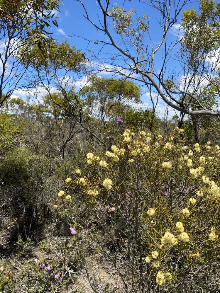 Sixth view of Homely rural property listing, Lot 1867 Rabbit Proof Fence Road, Jerramungup WA 6337