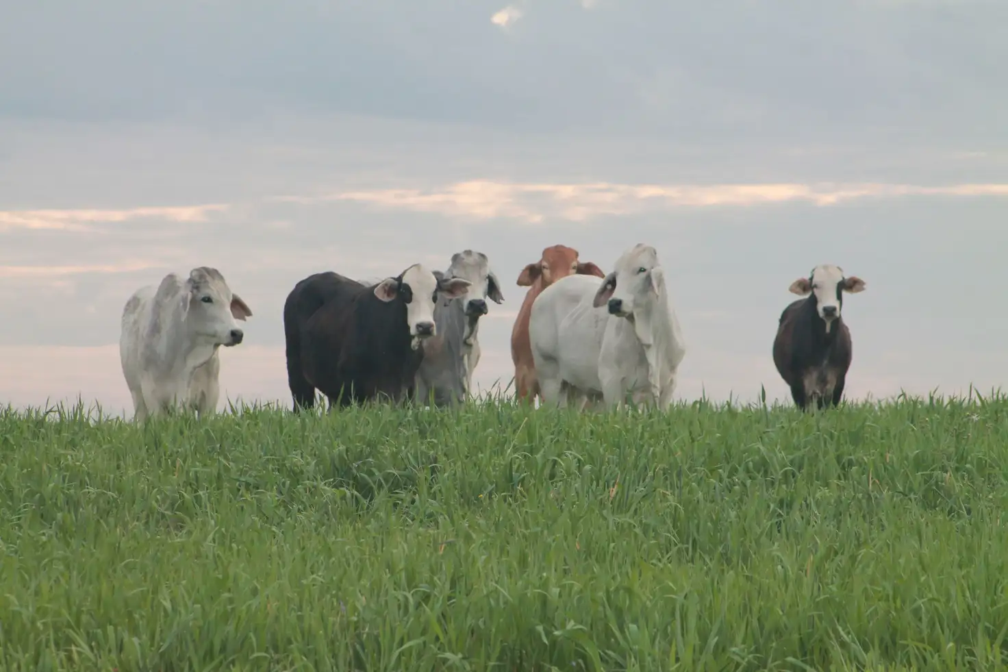 Main view of Homely rural property listing, 2139 Ponty Pool Road, Cockatoo QLD 4419