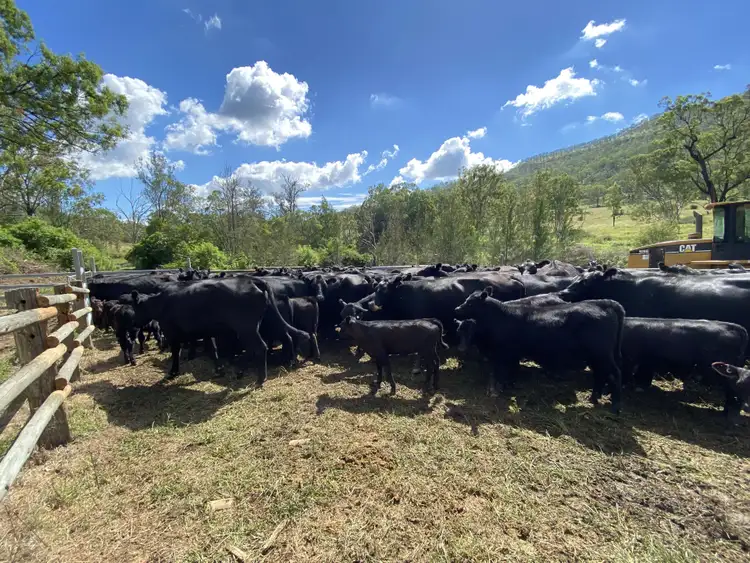 Sixth view of Homely rural property listing, 0 Mount Berryman Road, Thornton QLD 4341