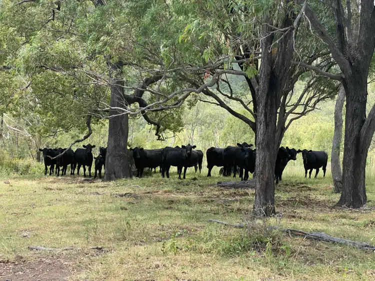 Seventh view of Homely rural property listing, 0 Mount Berryman Road, Thornton QLD 4341
