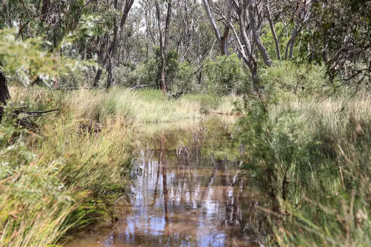 Sixth view of Homely rural property listing, 1402 'Pine Hills' Emmaville Road, Ashford NSW 2361