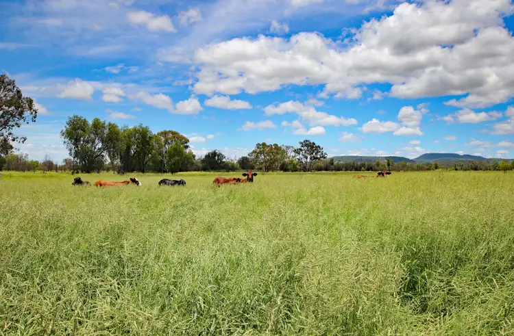 Fifth view of Homely rural property listing, 'Wirra Farm' 453 Calvale Road, Biloela QLD 4715