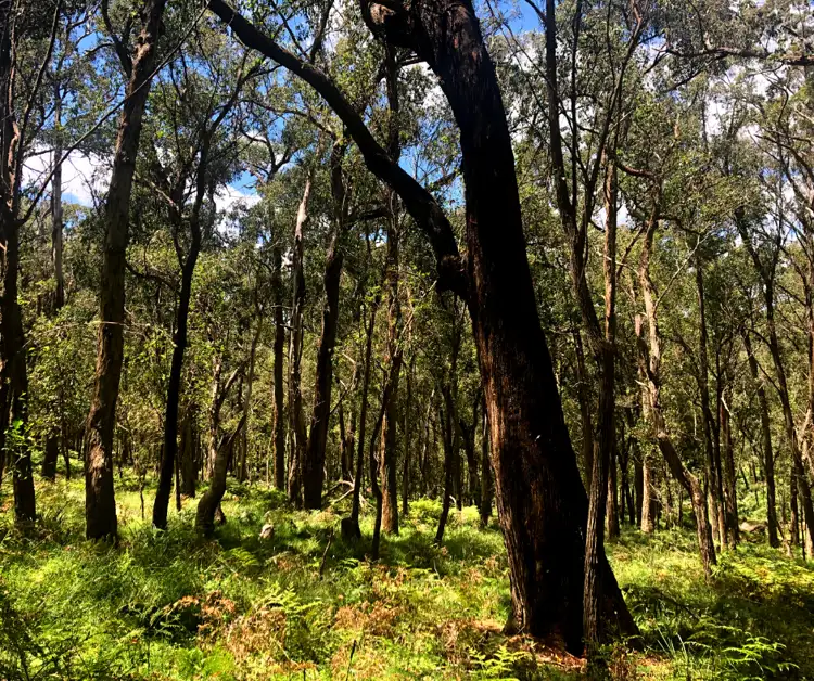 Seventh view of Homely rural property listing, 12 Bluebell Road, Northangera NSW 2622