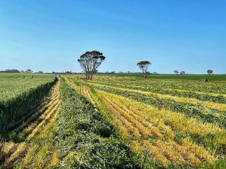 Second view of Homely rural property listing, 2405 Needilup Road North, Pingrup WA 6343