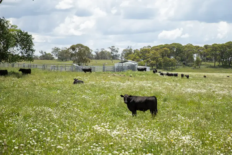 Seventh view of Homely rural property listing, 700 Bagot Road, Oban NSW 2365