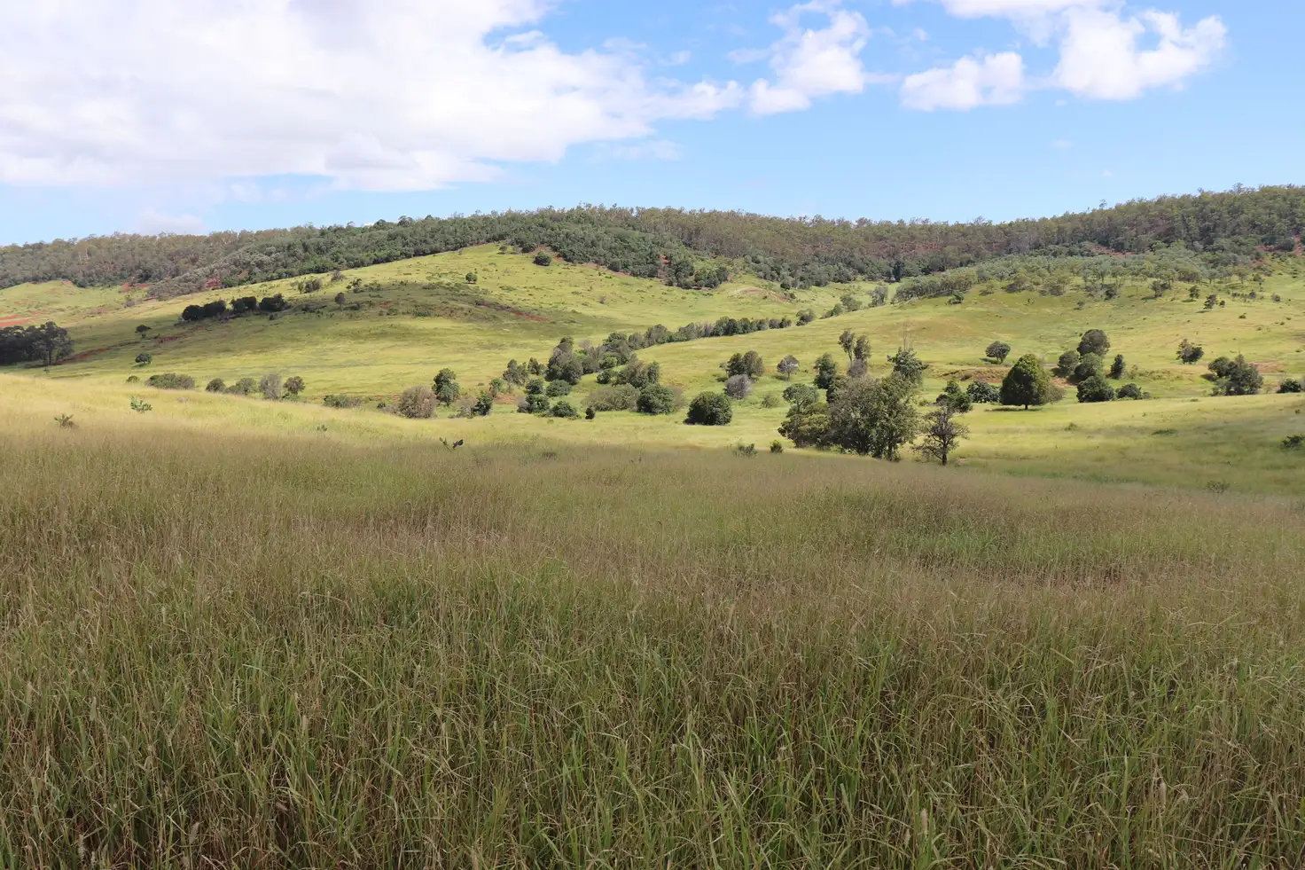 Main view of Homely rural property listing, 259 Parkers Road, Branch Creek QLD 4625