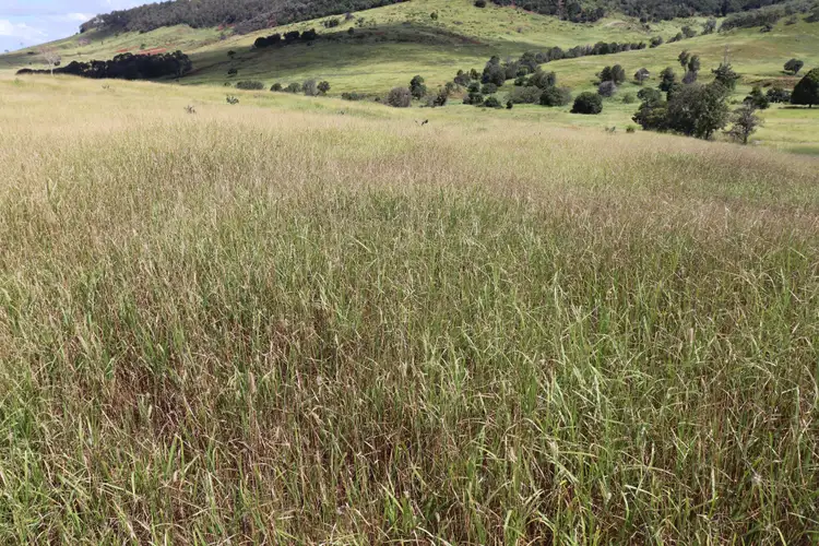 Second view of Homely rural property listing, 259 Parkers Road, Branch Creek QLD 4625